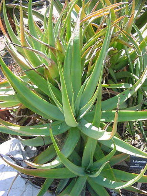 Aloe Spictata - Indigenous South African Succulent - 10 Seeds