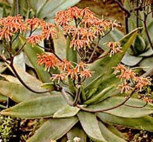 Aloe Striata - Indigenous South African Succulent - 10 Seeds