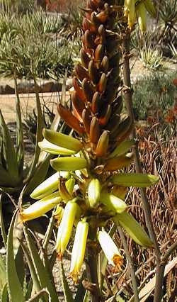 Aloe Wickensii - Indigenous South African Succulent - 10 Seeds