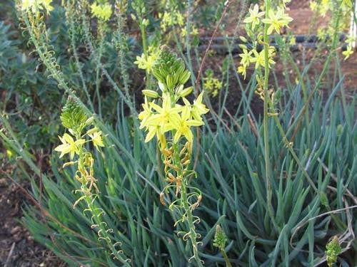 Bulbine Narcissifolia - Indigenous South African Succulent - 10 Seeds