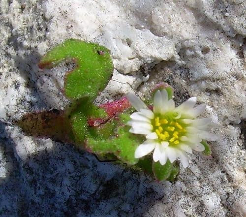 Cleretum Herrei - Indigenous South African Succulent - 10 Seeds