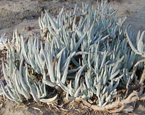 Cotyledon Orbiculata var Oblonga - Indigenous South African Succulent - 10 Seeds