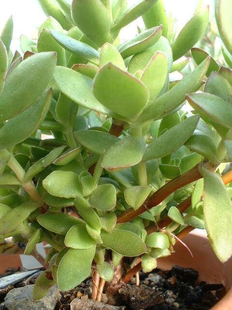 Crassula Dejecta - Indigenous South African Succulent - 10 Seeds