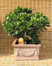 south african jade plant Crassula Ovata Seeds