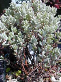 Crassula Pruinosa - Indigenous South African Succulent - 10 Seeds
