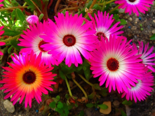 south african succulent plants Dorotheanthus Bellidiformis Seeds
