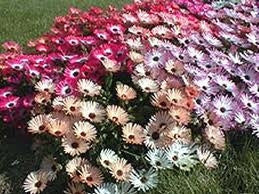 Dorotheanthus Bellidiformis Mixed - Indigenous South African Succulent - 10 Seeds