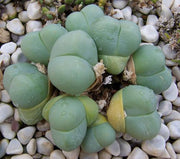 Gibbaeum Heathii - Indigenous South African Succulent - 10 Seeds
