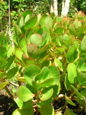 Kalanchoe Crenata - Indigenous South African Succulent - 10 Seeds