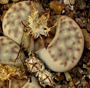 Lithops Dinteri Mixed Forms - Indigenous South African Succulent - 10 Seeds