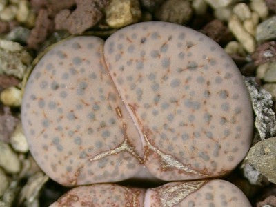 Lithops fulviceps var lactinea - Indigenous South African Succulent - 10 Seeds