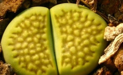 Lithops Hallii Mixed Forms - Indigenous South African Succulent - 10 Seeds