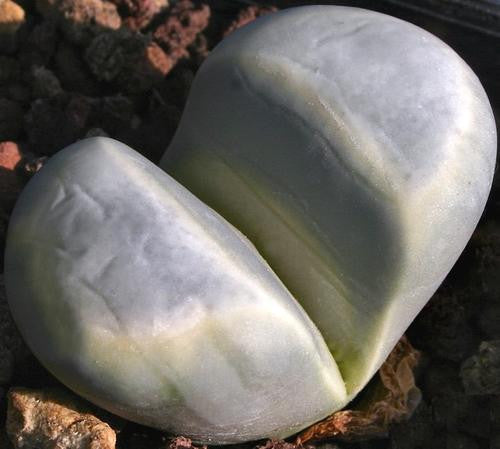 Lithops meyeri - Indigenous South African Succulent - 10 Seeds