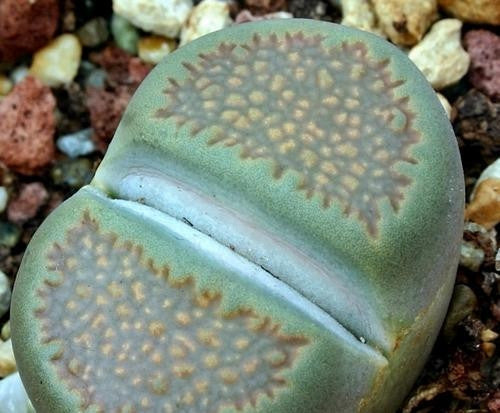 Lithops Villettii Mixed - Indigenous South African Succulent - 10 Seeds