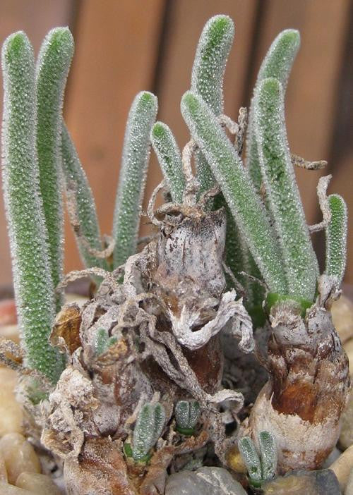 Monilaria Chrysoleuca - Indigenous South African Succulent - 5 Seeds