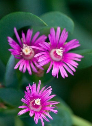 Ruschia Maxima - Indigenous South African Succulent - 10 Seeds