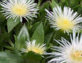 Sceletium Emarcidum - Indigenous South African Succulent - 10 Seeds