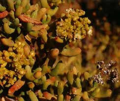 Stoeberia Arborea - Indigenous South African Succulent - 5 Seeds