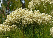 Berzilia Lanuginosa - Indigenous South African Tree - 10 Seeds