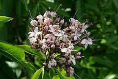 Clerodendrum Glabrum - Indigenous South African Tree - 10 Seeds