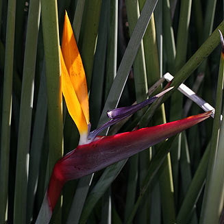 Strelitzia Juncea - Indigenous South African Shrub - 5 Seeds