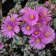Oscularia Deltoides - Indigenous South African Succulent - 10 Seeds