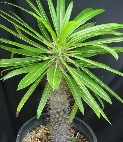 Pachypodium Lamerei - Indigenous South African Succulent - 5 Seeds