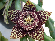 Orbea Variegata - Indigenous South African Succulent - 5 Seeds