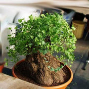 Dioscorea Hemicrypta - Indigenous South African Succulent - 5 Seeds
