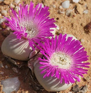 Argyroderma Delaettii - Indigenous South African Succulent - 10 Seeds