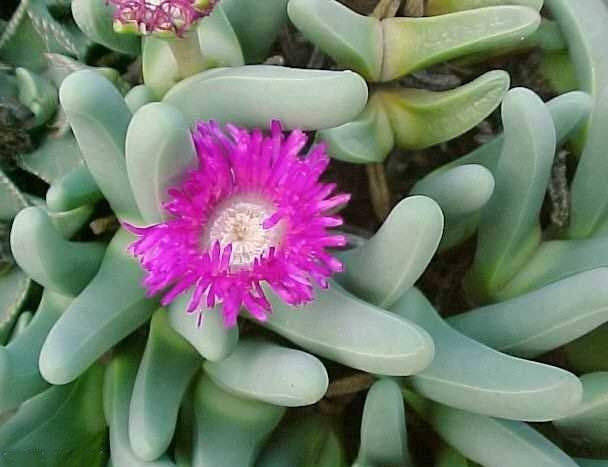 succulents from south africa Argyroderma Fissum Seeds