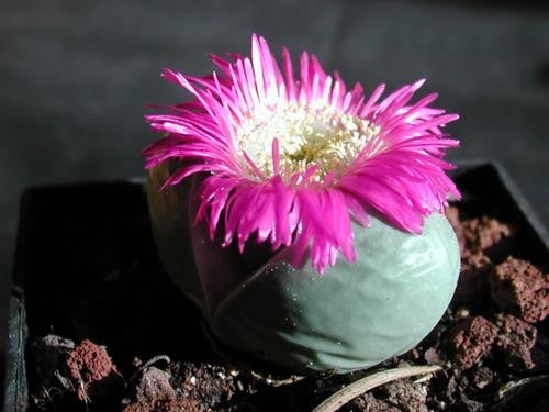 Argyroderma Testiculare - Indigenous South African Succulent - 10 Seeds