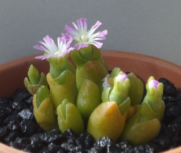 Oophytum oviforme - Indigenous South African Succulent - 10 Seeds