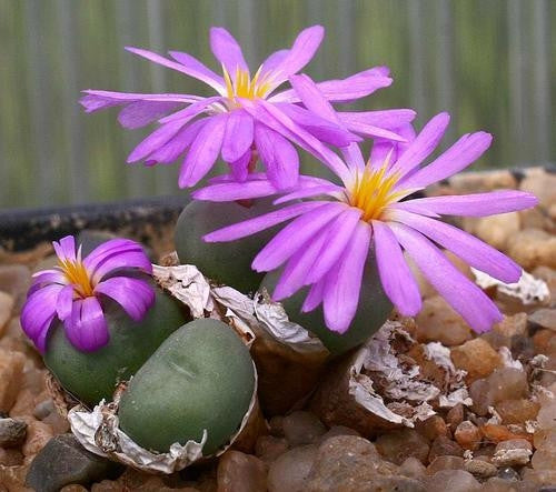 Conophytum Minutum - Indigenous South African Succulent - 10 Seeds