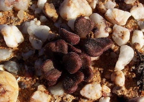 Tylecodon pygmaeus - Indigenous South African Succulent - 10 Seeds