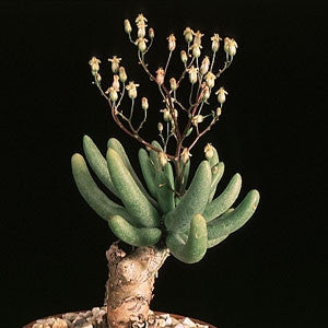Tylecodon Reticulatus - Indigenous South African Succulent - 10 Seeds