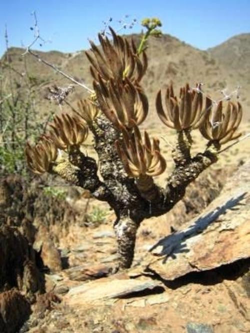 Tylecodon Wallichii - Indigenous South African Succulent - 10 Seeds