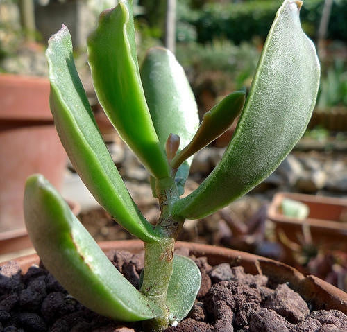 succulents from africa Adromischus Sphenophyllus - Indigenous South African Succulent