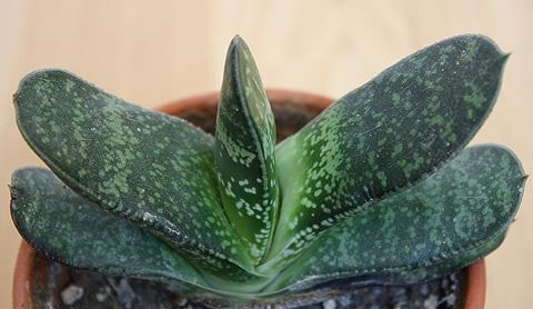 Gasteria Disticha - Indigenous South African Succulent - 10 Seeds