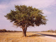 Ficus Sycamorus - Indigenous South African Fig Tree - 10 Seeds