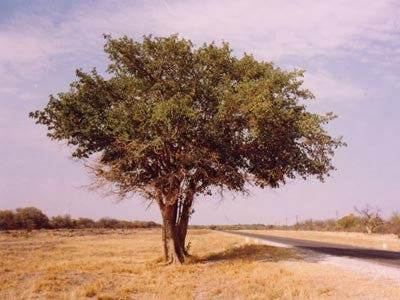 Ficus Sycamorus - Indigenous South African Fig Tree - 10 Seeds