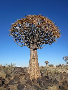 succulent trees south africa Aloe Dichotoma Seeds