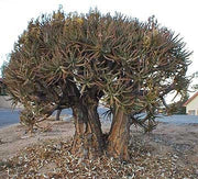 Aloe Ramosissima - Indigenous South African Succulent - 10 Seeds