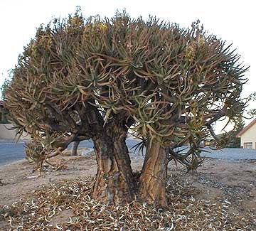 Aloe Ramosissima - Indigenous South African Succulent - 10 Seeds