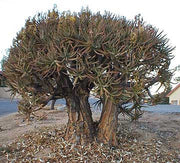 Aloe Ramosissima - Indigenous South African Succulent - 10 Seeds