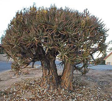 Aloe Ramosissima - Indigenous South African Succulent - 10 Seeds