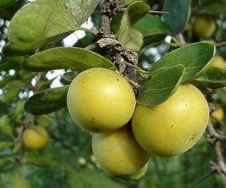 Dovyalis Caffra - Kei Apple - Indigenous South African Tree - 10 Seeds