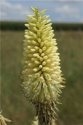 Kniphofia Albescens - Indigenous South African Bulb - 10 Seeds