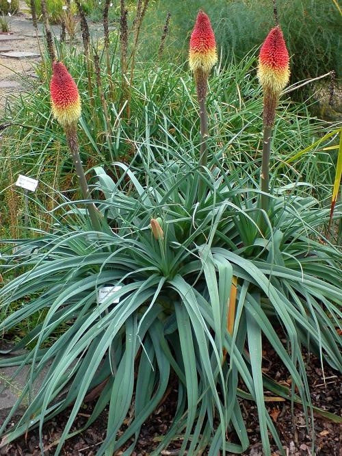 Kniphofia Caulescens - Indigenous South African Bulb - 10 Seeds