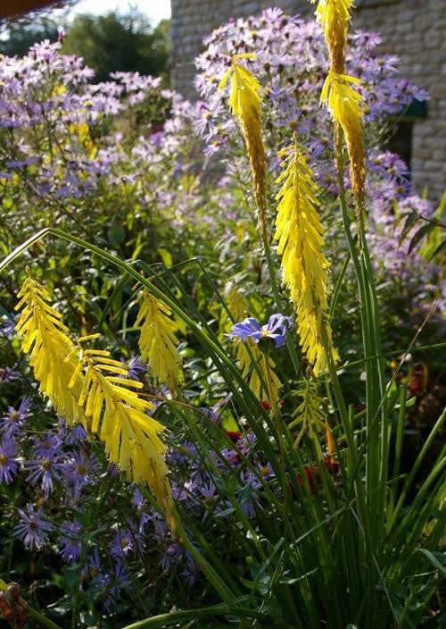 Kniphofia Ichopensis - Indigenous South African Bulb - 5 Seeds